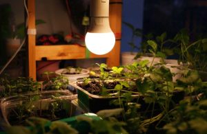 Best Grow Lamps For Seedlings
